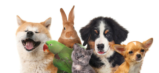 PET WORLD