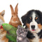 PET WORLD